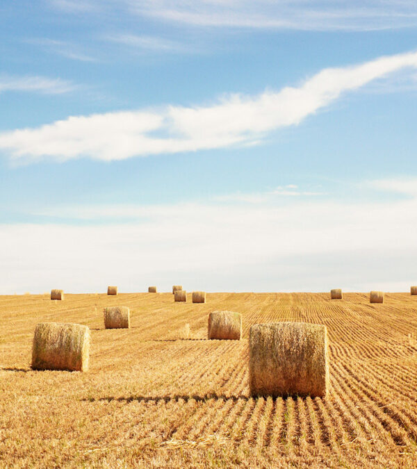 Straw, sticks and bricks…