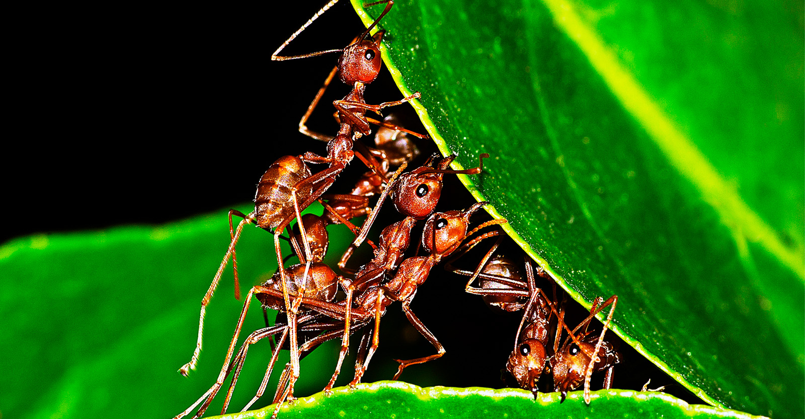 01 Mobile Hero 800x417